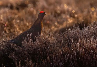 Ground Nesting Bird Conservation